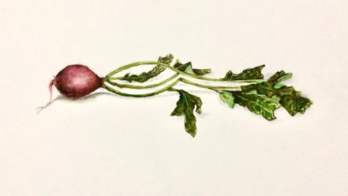 Red Radish